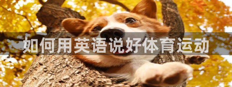 风速体育